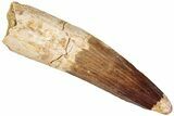 Fossil Spinosaurus Tooth - Real Dinosaur Tooth #310160-1